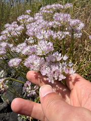 Allium nevii, photograph (c) John Leszczynski, some rights reserved (CC BY)
