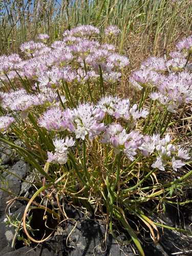 Allium nevii, photograph 4