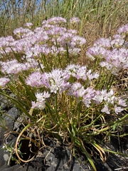 Allium nevii, photograph (c) John Leszczynski, some rights reserved (CC BY)