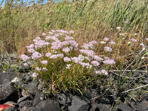 Allium nevii, photograph 2