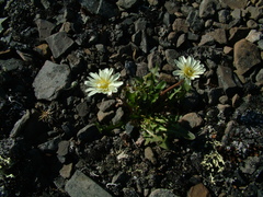Taraxacum arcticum