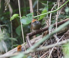 Synallaxis ruficapilla