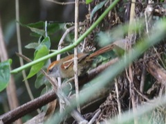 Synallaxis ruficapilla