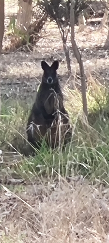 Swamp Wallaby