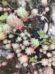 Sedum rubens