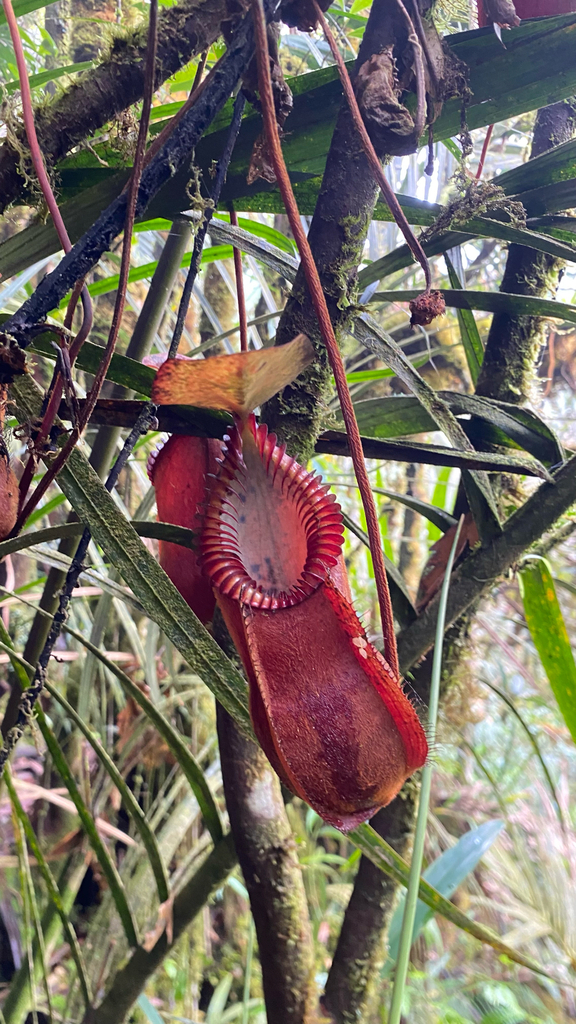 Nepenthes diabolica A.Bianchi, Chi.C.Lee, Golos, Mey, M.Mansur & A.S.Rob. 2