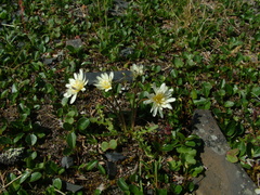 Taraxacum arcticum