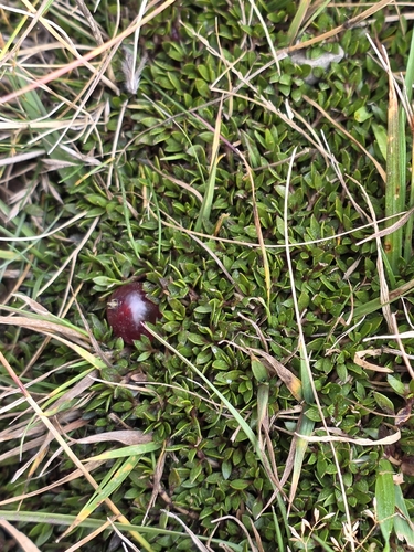 Coprosma atropurpurea, photograph 4