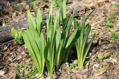 Hymenocallis liriosme