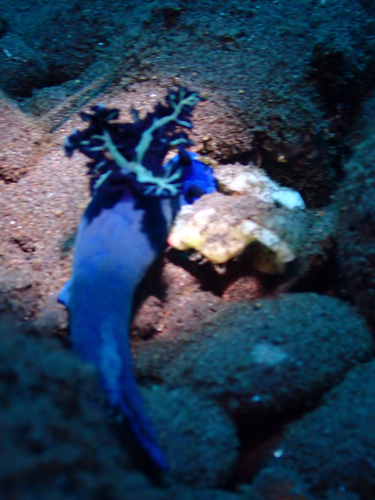 Tambja morosa