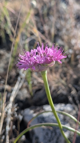 Grand Coulee onion (Allium constrictum)