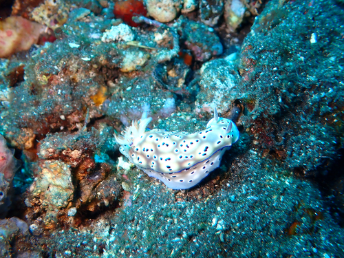 Hypselodoris tryoni
