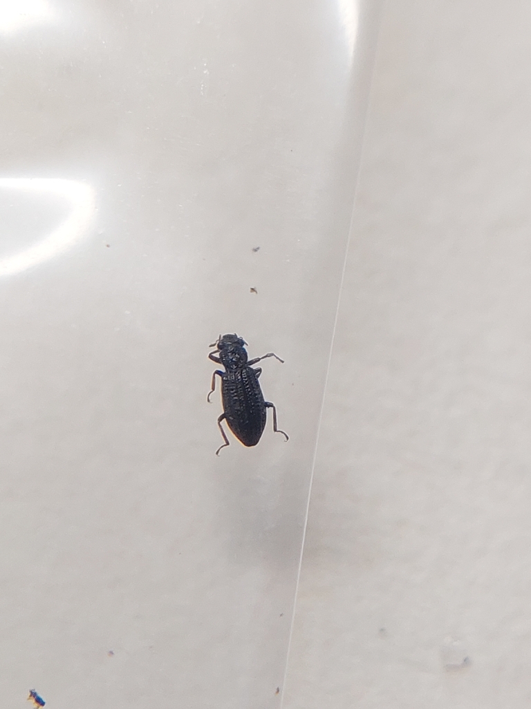 Hydrochus crenatus