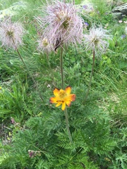 Pulsatilla aurea