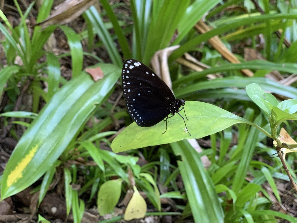 Fijian Crow Butterfly (Euploea leucostictos)