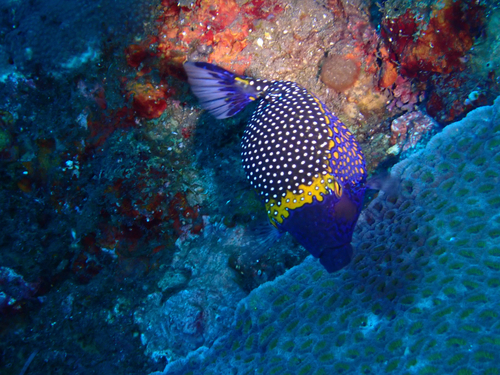 Ostracion meleagris