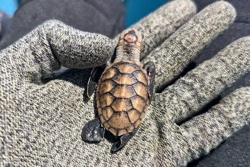 Eretmochelys imbricata
