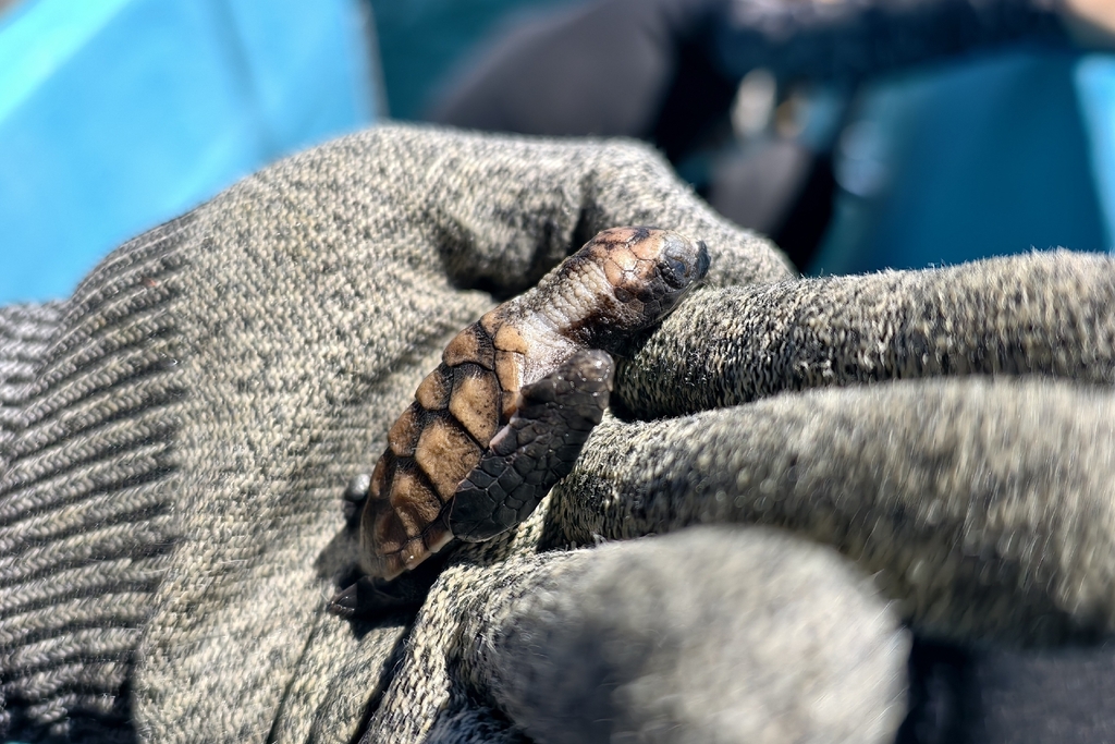 Hawksbill Sea Turtle (Eretmochelys imbricata) — recorded at Rama Reef