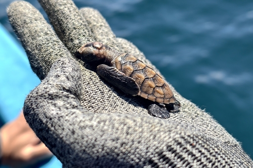 Hawksbill Sea Turtle (Eretmochelys imbricata)