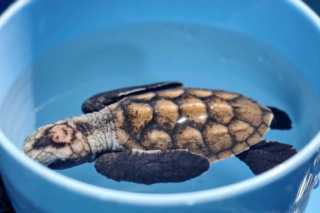 Hawksbill Sea Turtle (Eretmochelys imbricata) — recorded at Tanjung Sari