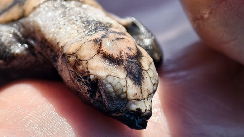 Hawksbill Sea Turtle (Eretmochelys imbricata)