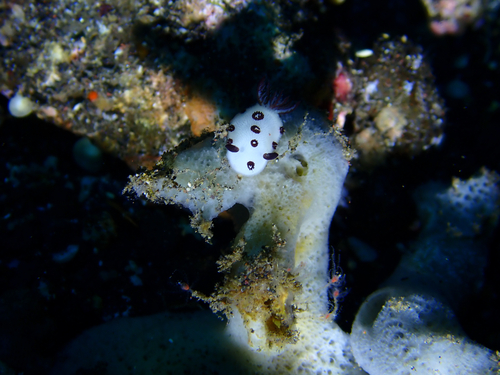 Jorunna funebris