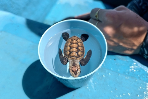 Hawksbill Sea Turtle (Eretmochelys imbricata)
