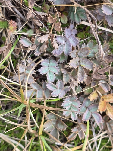Acaena caesiiglauca, photograph 3