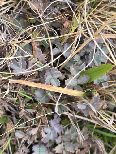 Acaena caesiiglauca, photograph 4
