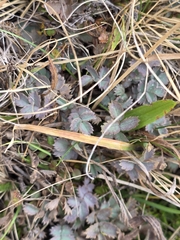 Acaena caesiiglauca, photograph author not stated, no rights reserved