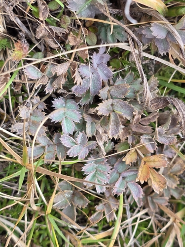 Acaena caesiiglauca, photograph 5