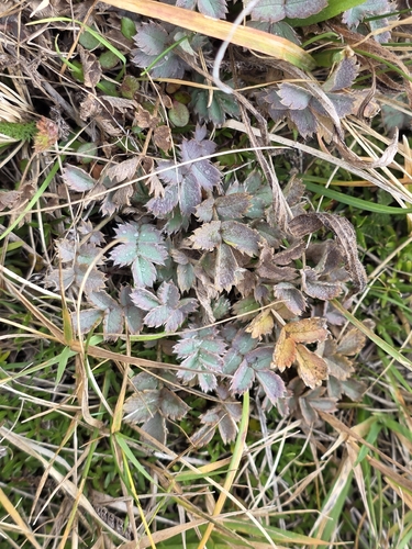 Acaena caesiiglauca, photograph 6