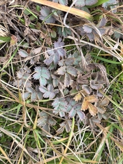 Acaena caesiiglauca, photograph author not stated, no rights reserved