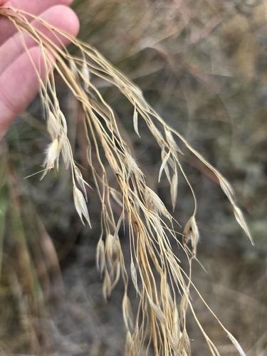 Chionochloa rigida, photograph 2