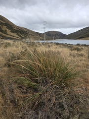 author not stated, no rights reserved Chionochloa rigida, photograph author not stated, no rights reserved