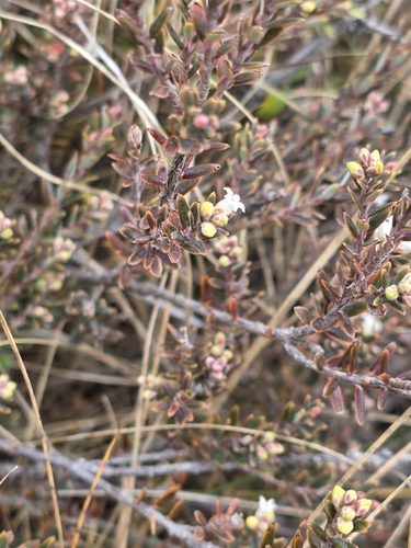 Acrothamnus colensoi, photograph 6