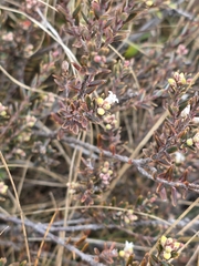 Acrothamnus colensoi, photograph author not stated, no rights reserved