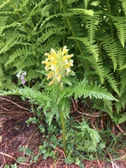 Pedicularis condensata