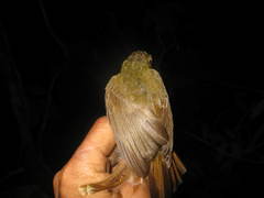 Tricholestes criniger