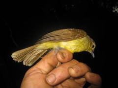 Tricholestes criniger