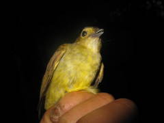 Tricholestes criniger