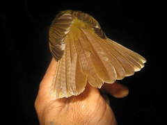 Tricholestes criniger