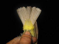 Tricholestes criniger