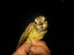 Tricholestes criniger