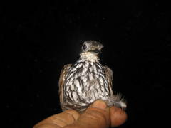 Ptilocichla leucogrammica