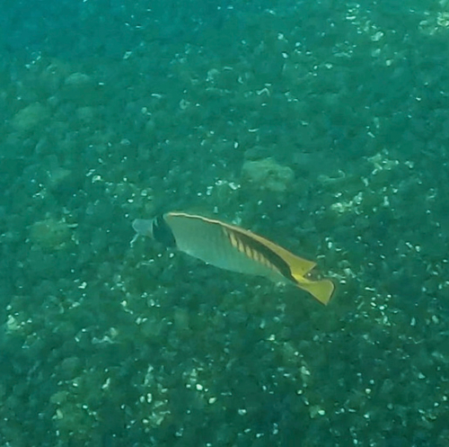 Chaetodon lineolatus, 2026-05-06