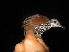 Ptilocichla leucogrammica