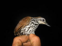 Ptilocichla leucogrammica