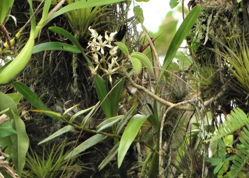 Prosthechea glumacea, photograph 2