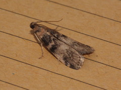 Euzophera pinguis